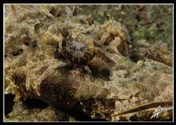 another old friend from Lembeh and Sipadan: crocodile fis... by Adriano Trapani 